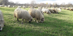 Strămutarea sezonieră a turmelor de oi, inclusă în patromoniul UNESCO