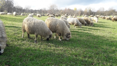 Strămutarea sezonieră a turmelor de oi, inclusă în patromoniul UNESCO