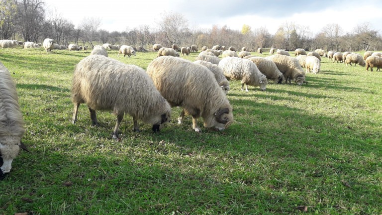 Strămutarea sezonieră a turmelor de oi, inclusă în patromoniul UNESCO