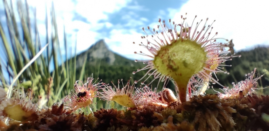 Frumusețile de la noi: Crește în arie turistică protejată și este o floare specială; Roua Cerului, „carnivora delicată”, care trăiește în Maramureș