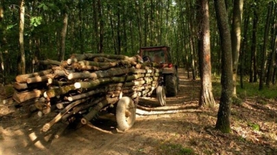 Infracțiune rutieră dar și material lemnos confiscat în Maramureș