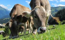 Peste 1.000 de crescători de bovine din Maramureș vor beneficia de ajutorul financiar de la stat pentru susținerea activității
