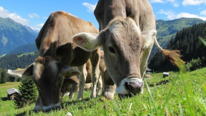 APIA reamintește crescătorilor de vite că se apropie termenul limită pentru cererile de ajutor