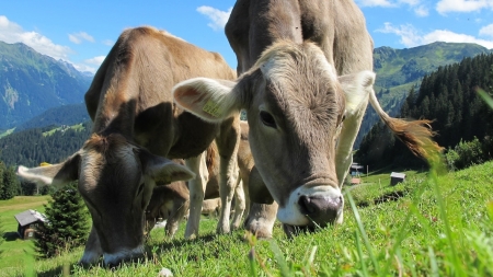 APIA reamintește crescătorilor de vite că se apropie termenul limită pentru cererile de ajutor