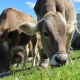 Peste 1.000 de crescători de bovine din Maramureș vor beneficia de ajutorul financiar de la stat pentru susținerea activității