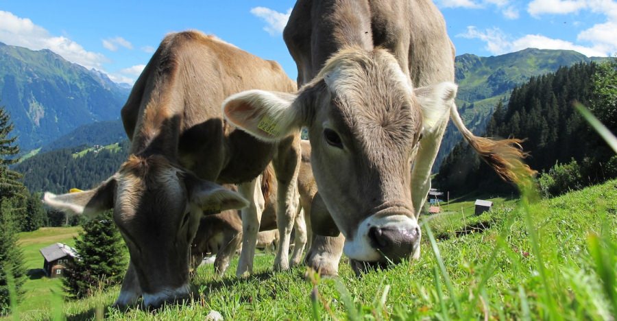 Peste 1.000 de crescători de bovine din Maramureș vor beneficia de ajutorul financiar de la stat pentru susținerea activității