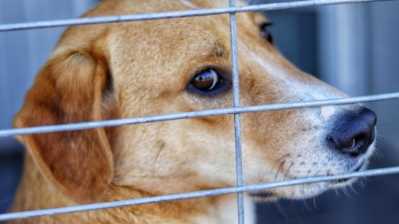 Asociația Fight For Animals din Baia Mare, apel important pentru cei care iubesc animalele: Ajută-i financiar, să ajute prietenii blănoși din județ