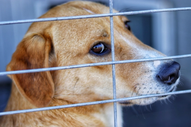Asociația Fight For Animals din Baia Mare, apel important pentru cei care iubesc animalele: Ajută-i financiar, să ajute prietenii blănoși din județ