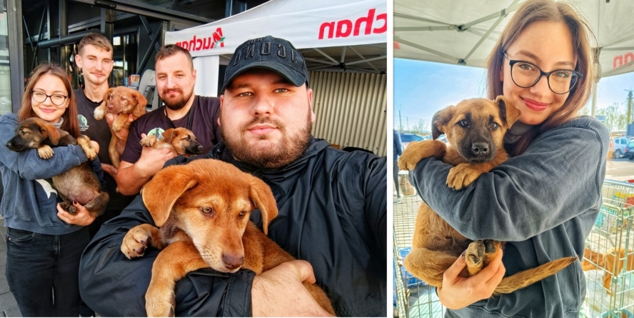 Acțiune reușită a Asociației Fight For Animals: Ediția 9 a campaniei a adus 7 adopții locale și o cantitate impresionantă de hrană pentru animăluțe