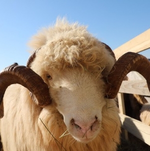 Târg expoziţional de ovine şi caprine în Ocna Şugatag