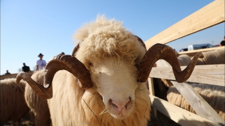 Târg expoziţional de ovine şi caprine în Ocna Şugatag