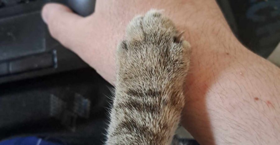 Ziua Internațională a Animalelor: Mii de maramureșeni au acasă în îngrijire un prieten blănos; Cum putem să le facem viața mai frumoasă și fericită