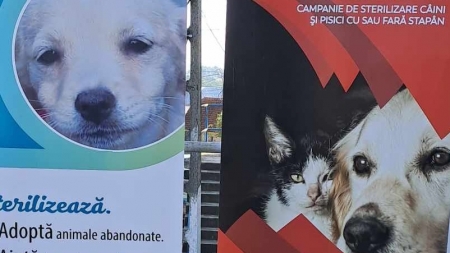 Sighetu Marmației: În 7-8 octombrie 2023, acțiune de sterilizări gratuite organizată de Salvați Animalele; Aceasta se derulează în Sala Polivalentă