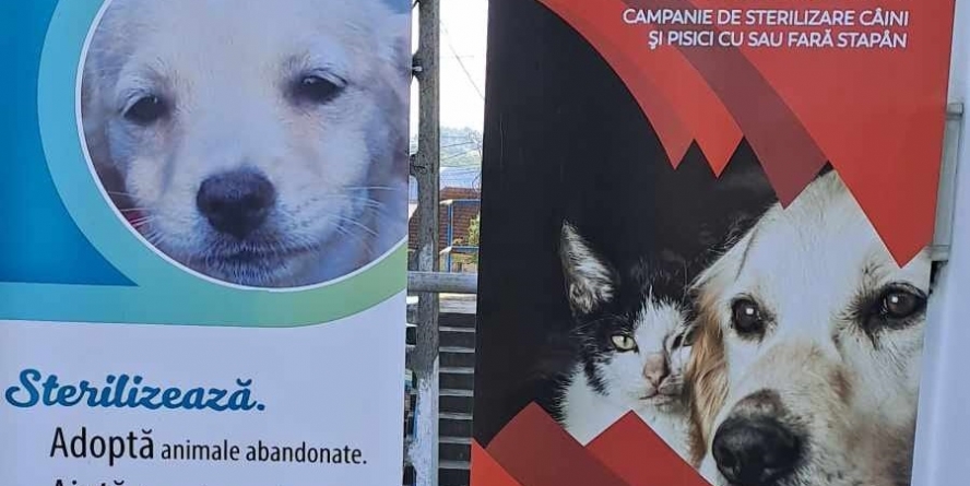 Sighetu Marmației: În 7-8 octombrie 2023, acțiune de sterilizări gratuite organizată de Salvați Animalele; Aceasta se derulează în Sala Polivalentă