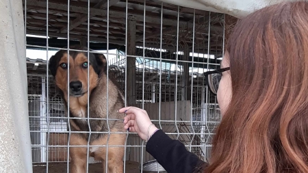 Săptămâna Verde și speranța: Adăpostul de animale din municipiul Baia Mare și bucuria copiilor, veniți în vizită; Elevii și lecția despre animăluțe
