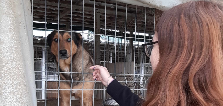 Săptămâna Verde și speranța: Adăpostul de animale din municipiul Baia Mare și bucuria copiilor, veniți în vizită; Elevii și lecția despre animăluțe