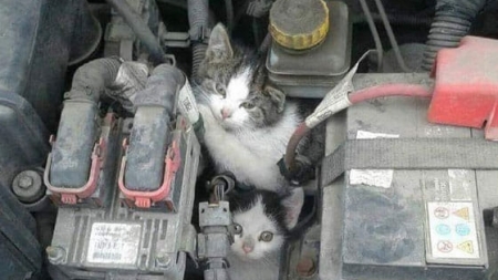 Vine frigul: Atenție la pisicile care s-ar putea ascunde la motorul mașinii