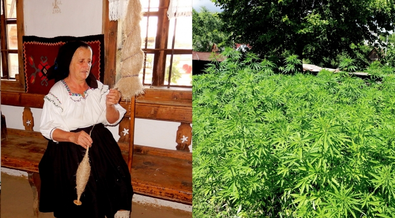 Prelucrarea cânepii – un vechi meșteșug dispărut din Maramureș