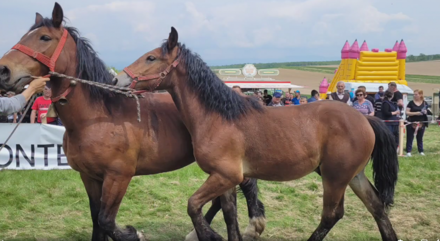 Spectacol cu cai în Baia Mare – un festival ecvestru popular