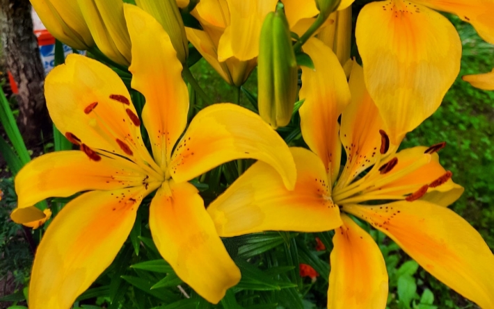 Crinul portocaliu din grădinile Băiuțului