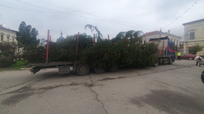 „Bradul sighetenilor” a ajuns în centrul municipiului