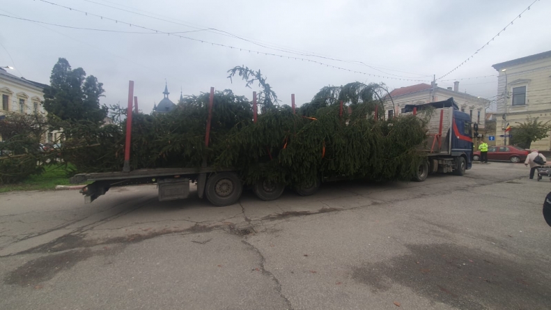 „Bradul sighetenilor” a ajuns în centrul municipiului