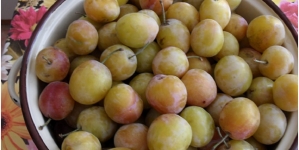 Albăuțele de la Băiuț – parfumul discret al fructelor de la munte