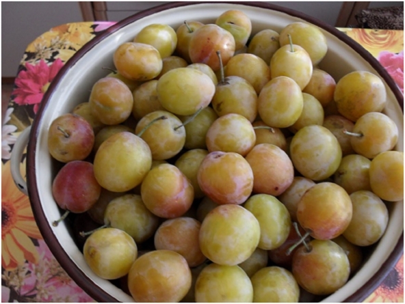 Albăuțele de la Băiuț – parfumul discret al fructelor de la munte