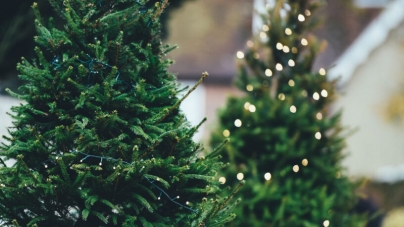 Brazi naturali sau artificiali?