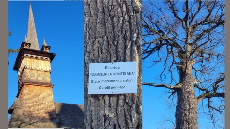 Coruia deține un monument al naturii: Stejarul bătrân de sute de ani este simbol al comunității