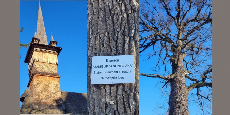Coruia deține un monument al naturii: Stejarul bătrân de sute de ani este simbol al comunității