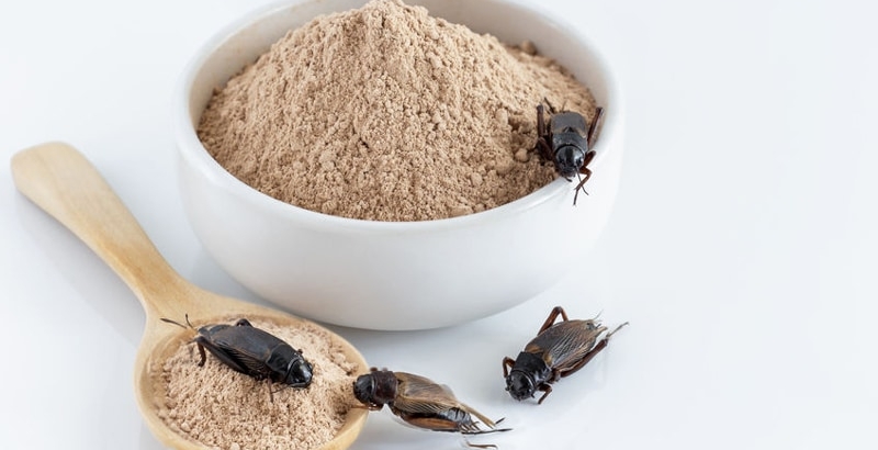 Interzicerea făinii de insecte în produsele tradiționale