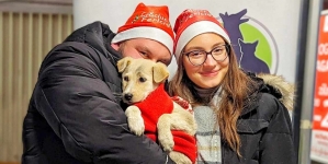 Fight For Animals Baia Mare organizează un nou târg de adopții și colectă de hrană