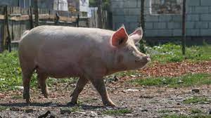 Tot mai puțini porci românești, crescuți în gospodării
