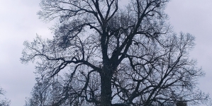 Teiul Unirii, locul de întâlnire al unor demnitari veniți în vizită la marele om politic George Pop de Băsești