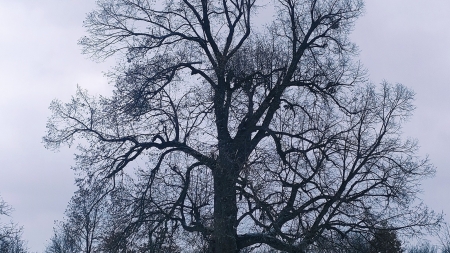 Teiul Unirii, locul de întâlnire al unor demnitari veniți în vizită la marele om politic George Pop de Băsești