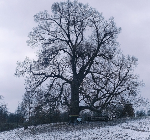 Teiul Unirii, locul de întâlnire al unor demnitari veniți în vizită la marele om politic George Pop de Băsești