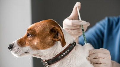 Vaccinare antirabică a animalelor de companie. Campanie derulată de DSVSA