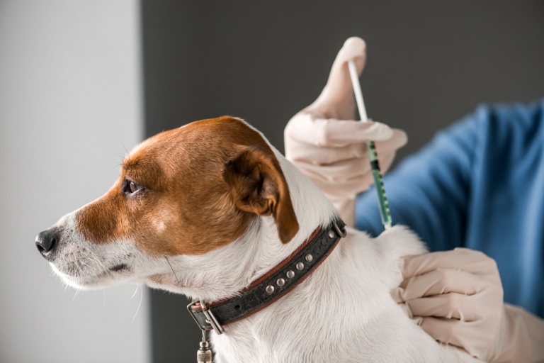 Vaccinare antirabică a animalelor de companie. Campanie derulată de DSVSA