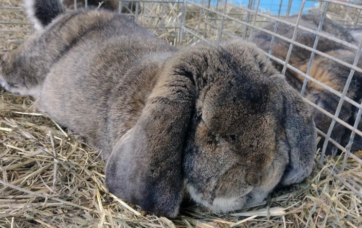 În Baia Mare: Expoziție păsări, iepuri, porumbei și alte animale mici