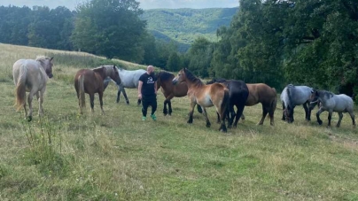 10 cai furați de la o fermă din Maramureș; Orice informație care ar putea ajuta la găsirea lor este binevenită