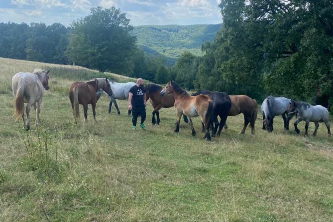 10 cai furați de la o fermă din Maramureș; Orice informație care ar putea ajuta la găsirea lor este binevenită