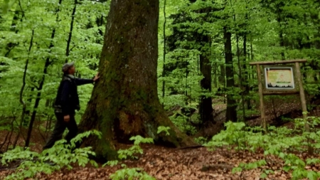 ”Codrii seculari de la Strâmbu Băiuț”: Planul de Management WWF, aprobat de Ministerul Mediului