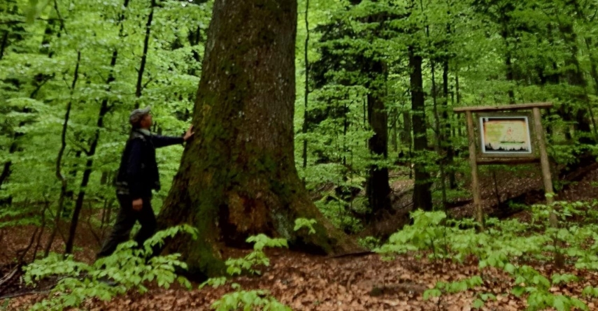 ”Codrii seculari de la Strâmbu Băiuț”: Planul de Management WWF, aprobat de Ministerul Mediului