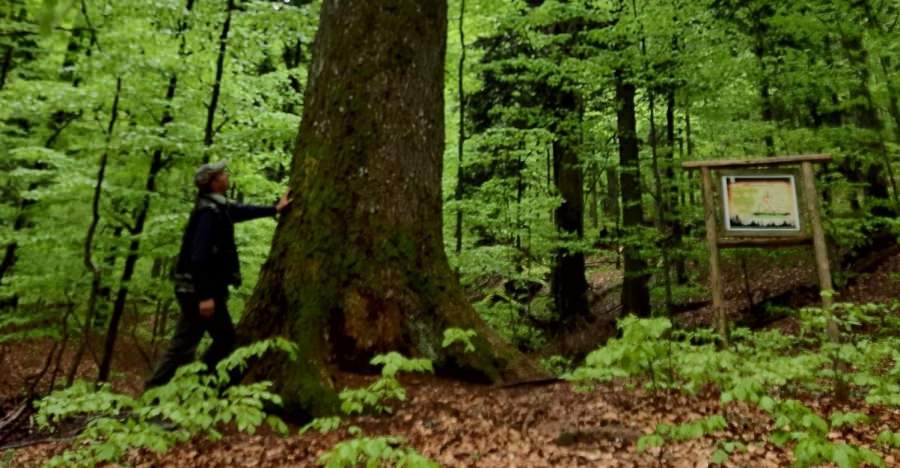 ”Codrii seculari de la Strâmbu Băiuț”: Planul de Management WWF, aprobat de Ministerul Mediului