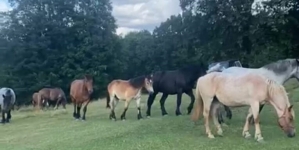Veste bună: Cei 10 cai de la ferma din Cicârlău au fost recuperați!