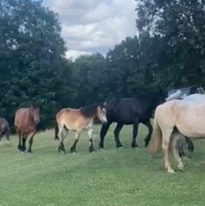 Veste bună: Cei 10 cai de la ferma din Cicârlău au fost recuperați!