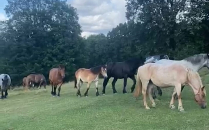 Veste bună: Cei 10 cai de la ferma din Cicârlău au fost recuperați!