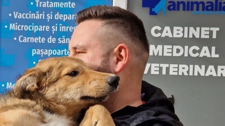 Strigăt de ajutor al Fight For Animals Baia Mare