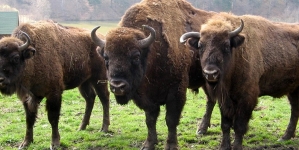 Inedit: În Băiuț se va înființa prima rezervație de zimbri din Maramureș